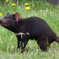 Tasmanian Devil (Sarcophilus harrisii), Tasmanian Devil Conservation Park, Taranna, Tasmania, Australia